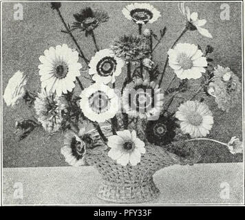 . Currie's Garten jährliche: Frühling 1934 59. Jahr. Blumen Samen Kataloge, Leuchtmittel (Pflanzen) Samen Samen Kataloge Kataloge; Gemüse; Baumschulen (Gartenbau) Kataloge; Pflanzen, Zierpflanzen Kataloge; Gartengeräte und Zubehör Kataloge. Seite 20 CURRIE BRÜDER CO., Milwaukee, Wis.. Einzige jährliche Chrysanthemen. Bitte beachten Sie, dass diese Bilder sind von der gescannten Seite Bilder, die digital für die Lesbarkeit verbessert haben mögen - Färbung und Aussehen dieser Abbildungen können nicht perfekt dem Original ähneln. extrahiert. Currie Brüder Unternehmen; Henry G. Gilbert Baumschule und Saatgut Handel Stockfoto