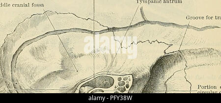 . Cunninghams Lehrbuch der Anatomie. Anatomie. 1368 SUKFACE UND SUEGICAL ANATOMIE. konkavität der Membran (Umbo), liegt etwas unterhalb der Mitte (Abb. 1071); nach unten und nach vorn aus dem UMBO ist die dreieckige Kegel des reflektierten Lichts, die zu viel Bedeutung darf nicht angeschlossen werden, da seine Auftritte bei gesunden Ohren erheblich variieren. In der Regel wird der lange Prozess der Amboss ist aber schwach sichtbar, und noch weniger, so sind die vorgebirge und fenestra Rotunda; in den Zustand der Eustachischen Hindernis jedoch, in dem die Membran ist indrawn, diese Strukturen, zusammen mit Th Stockfoto