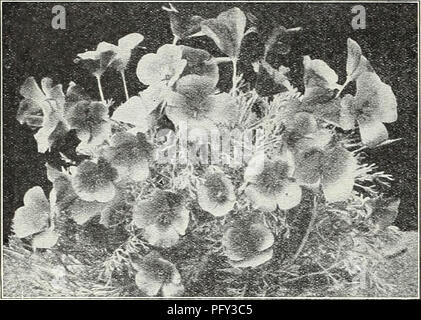 . Currie's Garten jährliche: Frühling 1931 56. Jahr. Blumen Samen Kataloge, Leuchtmittel (Pflanzen) Samen Samen Kataloge Kataloge; Gemüse; Baumschulen (Gartenbau) Kataloge; Pflanzen, Zierpflanzen Kataloge; Gartengeräte und Zubehör Kataloge. CURRIE BRÜDER CO. MILWAUKEE. WISCONSIN. Kalifornischer Mohn. ESCHSCHOLTZIA CALIFORNIA POPPY angezeigt, reichblühend Jahrbücher, von Zwerg Gewohnheit verbreitet. Das Saatgut sollte im offenen Boden, wo wollte ausgesät werden, da sie - nicht gut verpflanzen. Pkt. Crimson King Crimson - Hell, Innen samtig Carmine. ^ oz, 65c $ 0,10 Golden West - Helles Gelb mit tief orange Blot Stockfoto