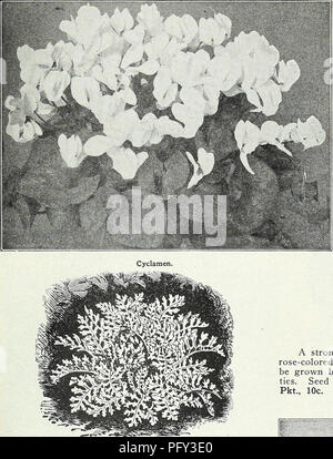. Currie's Garten jährliche: Frühling 1931 56. Jahr. Blumen Samen Kataloge, Leuchtmittel (Pflanzen) Samen Samen Kataloge Kataloge; Gemüse; Baumschulen (Gartenbau) Kataloge; Pflanzen, Zierpflanzen Kataloge; Gartengeräte und Zubehör Kataloge. CURRIE BRÜDER CO. MILWAUKEE. WISCONSIN. CYCLAMEN (ALPINE VIOLETT) Schöne, reichblühend, Zwiebelgewächse, mit anmutigen, Orchidee - wie Blüten, blüht im Herbst und Winter, die Blumen in Farbe weiß bis dark Crimson. Giant hell Crimson Giant dunkel rosa Riese Weiß mit Crimson Eye Giant blass rosa Riese reine weiße Riese Lachs C Stockfoto