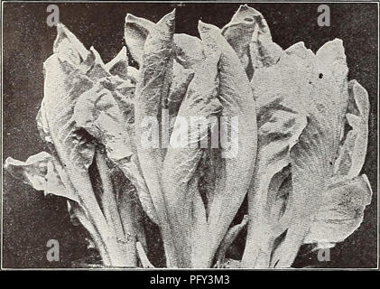 . Currie's Farm und Garten jährliche: Frühjahr 1914. Blumen Samen Kataloge, Leuchtmittel (Pflanzen) Samen Samen Kataloge Kataloge; Gemüse; Baumschulen (Gartenbau) Kataloge; Pflanzen, Zierpflanzen Kataloge; Gartengeräte und Zubehör Kataloge. 23 Currie BRÜDER UNTERNEHMEN, Milwaukee, Wis.. Kerbel. Deutsch, Gartencurbel. Französisch, Cerfeuil. 1 oz., 100 Fuß bohren. Zeilen 1 Fuß auseinander. Gewellt - Die jungen Blätter sind in Suppen und Salaten verwendet. Aussaat im Mai in Bohrer einen Zentimeter tief. Pkt. 5c; Oz. 10 c; % lb. 25 c; 1 lb 75 EI ANLAGE. Deutsch, Eierpflanze. Französisch, Aubergine. Chicorée. Zichorie. Chicorée Chico Stockfoto