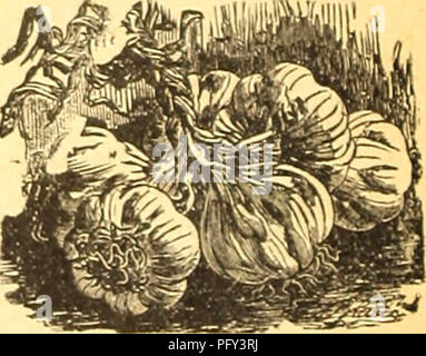 . Currie's Farm und Garten jährliche: Frühjahr 1927 52 Jahr. Blumen Samen Kataloge, Leuchtmittel (Pflanzen) Samen Samen Kataloge Kataloge; Gemüse; Baumschulen (Gartenbau) Kataloge; Pflanzen, Zierpflanzen Kataloge; Gartengeräte und Zubehör Kataloge. Löwenzahn. Eine healthful Frühjahr Salat. Sauen, die in Übungen im April; Thin Out bis 6 Zoll auseinander; cul-tivate alle Sommer; im nächsten Frühjahr es passen wird. Broad Leaved-Pkt. 10 c;% oz. 55 C. Knoblauch. Die Sätze sollten Pflanzen werden in gut angereicherte Boden ed zeitig im Frühjahr, die Zeilen 1 Fuß auseinander, und ungefähr 3 Zoll zwischen den Werken in der Zeile. Ernte identisch. Stockfoto