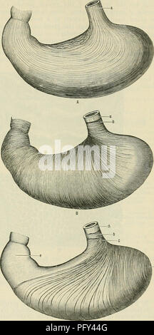 . Cunninghams Lehrbuch der Anatomie. Anatomie. STEUCTUEE DES MAGENS. 1175 Die Kardia, und geht nach unten auf beiden Flächen. Weiter nach rechts diese durchgeschleift Fasern werden durch Kreise, welche die Orgel komplett Surround gelungen. Auf dem schmalen Ende des Magens nachgezeichnet, die kreisförmige Bundles wachsen dicker und am pylorus sie einen weiteren Knick unterzogen werden, die Anlass zu der pyloric Schließmuskel, die Drossel umgibt wie eine dicke muskulöse Ring. Die fibrce obliquce, bilden die innere Schicht aus Fasern, die auf den Fundus und Ad angeordnet sind - jacent Teile der stom Stockfoto