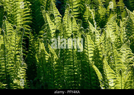 Matteuccia struthiopteris (Federball Farn oder Ostrich Fern) Stockfoto