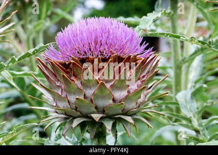 In der Nähe von Einzelnen lila Blüte Cynara Scolymus (Artischocke) Stockfoto