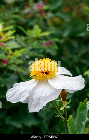 Nahaufnahme der einzelnen Blume der Romneya Coulteri (Kalifornien Baum Mohn) Stockfoto