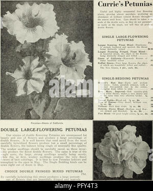 . Currie's Farm und Garten jährliche: Frühjahr 1930. Blumen Samen Kataloge, Leuchtmittel (Pflanzen) Samen Samen Kataloge Kataloge; Gemüse; Baumschulen (Gartenbau) Kataloge; Pflanzen, Zierpflanzen Kataloge; Gartengeräte und Zubehör Kataloge. Petunien - Giganten aus Kalifornien. Doppelzimmer GROSS-blühenden Petunie unsere Sorten der doppelten blühen Petunien sind unübertroffen für Schönheit und Größe der Blumen und ein großer Prozentsatz der doppelte Blüten produzieren. Es ist bekannt, dass Saatgut aus Die sorgfältig hybridisiert Blumen gespeichert produzieren, aber ein kleiner Prozentsatz der doppelte Blüten, die Balance, die einzeln von ungewöhnlichen Stockfoto