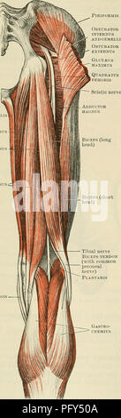 Cunninghams Lehrbuch Der Anatomie Anatomie 420 Die Muskulatur Obturator Internus Andgemelli Nerve Supply Tlie Semitendinosus Wird