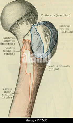 Cunninghams Text-Book of Anatomy bietet detaillierte Beschreibungen der menschlichen Anatomie und konzentriert sich auf Muskelstrukturen, einschließlich des Vastus intermedius und des Rectus femoris. Es ist ein umfassender Leitfaden für Studenten und Fachleute in medizinischen und biologischen Bereichen. Stockfoto