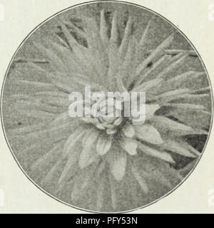 . Currie's Farm und Garten jährliche: Frühjahr 1930. Blumen Samen Kataloge, Leuchtmittel (Pflanzen) Samen Samen Kataloge Kataloge; Gemüse; Baumschulen (Gartenbau) Kataloge; Pflanzen, Zierpflanzen Kataloge; Gartengeräte und Zubehör Kataloge. Giant Double Gänseblümchen (Bellis perennis). Catcus Dahlie. Stechapfel (ENGEL TROMPETE BLUME) hardy Jahrbücher, wächst 3 bis 4 Fuß hoch, B verschiedene x Pkt.. 10 C. Doppel Gänseblümchen (Bellis perennis) Pooul • Wählt, leicht ind Wenn sow Fast blühen die ersten mit leichten Sie über winter Pkt leben. Longfellow - Extra große, dunkle Rose $ 0 10 Schneeball - große, rein weiße, 10 Die Stockfoto