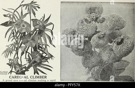 Curries Frühjahrskatalog 1930 enthält eine Reihe von Samen und Pflanzen, darunter den Cardinal Climber, ein jährlicher Kletterer, der über 30 Meter hoch ist und mit farnähnlichem Laub und leuchtend roten Blüten während der Saison geschmückt ist. Der Guide gibt Aussaat Tipps für ein optimales Wachstum an sonnigen Standorten. Stockfoto