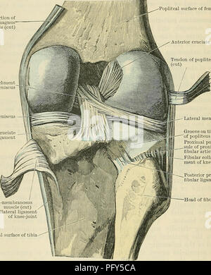 . Cunninghams Lehrbuch der Anatomie. Anatomie. 346 Die AKTICULATIONS OE GELENKE. vorwärts darunter liegenden zu diesem Ligament und proximal zum Leiter der Fibel. Im Gegensatz zu den schienbeinkopf collateral Ligament, es ist nicht die entsprechende Meniskus befestigt. Das ligamentum laterale externum Brevis seu Posterius (Abb. 317) ist eine instabile Struktur, die durch den proximalen Ende unmittelbar hinter dem Vorstehenden und darunter liegenden zur lateralen Kopf des Gastrocnemius muscle verbunden ist. Es geht ebenfalls oberflächlich der Kniebeuge sehne, und distal der Apex capituli der Fibel angebracht. Die intra-Arti Stockfoto