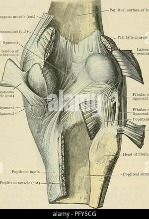 . Cunninghams Lehrbuch der Anatomie. Anatomie. 341 Die ARTIKULATIONEN OE GELENKE. und leicht quer konkav. Diese Fläche ist fast kreisförmig, und erstreckt sich auf die freien seitlichen Rand der Tibia kondylus, wo es etwas abgeflacht ist. Posteriore Bestrahlungen die Gelenkknorpel Oberfläche wird verlängert, Nach unten auf der kondylus in Bezug auf die Stellung, die die Sehne des Muskels popliteus belegt. Die medial condylar Facette ist oval und deutlich konkav sowohl im antero-posterior und quer Durchmesser. Bänder. - Wie alle diarthroses, diese gemeinsame wird durch einen Umschlag oder capsula Arti investiert. Stockfoto