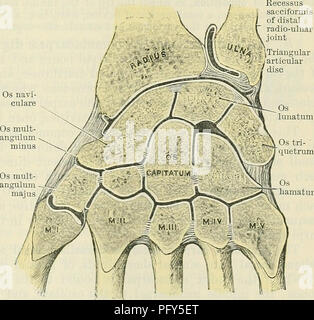 . Cunninghams Lehrbuch der Anatomie. Anatomie. CAEPAL GELENKE. 331 ureas. Sie bilden eine dünne, lose angeordnete Schicht, in der die einzige nennenswerte Bands sind, verbindet das strahlbein zum capitate, und einen anderen, der verbindet die triquetral auf die os hamatum. Lig. Collaterale Carpi Radiale. - Die radiale Sicherheiten carpal Ligament (O.T. externe lateral) (Abb. 310) erstreckt sich zwischen angrenzenden raue Bereiche auf den seitlichen Aspekte des Strahlbeins und größere multangular Knochen. Durch seine Margen ist es ununterbrochener sowohl mit dem ureas und dorsalen Ligamente. Lig. Collaterale Carpi Ulnare. - Der Ulnaren collatera Stockfoto