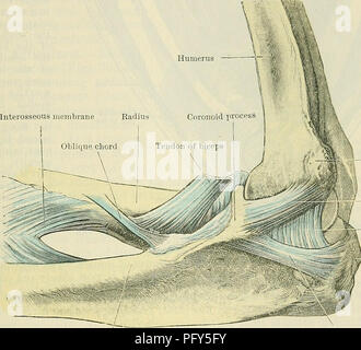 *Cunninghams Textbuch Anatomie* bietet detaillierte Einblicke in den menschlichen Körper, mit besonderem Schwerpunkt auf dem Ellenbogengelenk. Es beschreibt die Struktur, die Bänder und die Bewegungen, die bei der Ellenbogenfunktion beteiligt sind, und bietet damit anatomische Klarheit für Studenten der Medizin und Biologie. Stockfoto