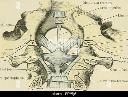. Cunninghams Lehrbuch der Anatomie. Anatomie. 310 Die ARTIKULATIONEN oder Gelenken. Lig Obturatorium Atlantoepistrophica Posterioren. - Die hintere Abdeckung Hering - epistropheal Ligament (O.T. posterior nach Herzenslust - axoid Ligament) (Abb. 296) belegt die Position, die anderswo wird durch die ligamenta Flava genommen. Es erstreckt sich von der posterioren Bogen des Atlas auf die obere Grenze der vertebralen Bogen Der epistropheus. Lig. Transversum Atlantis. - Die transverse Ligament des Atlas (Abbn. 296 und 297) ist ein starkes Band, legte quer, die rückwärts Bögen hinter dem Hals der Höhlen des epistrop Stockfoto