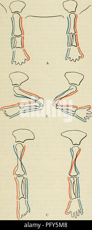 . Cunninghams Lehrbuch der Anatomie. Anatomie. 294 OSTEOLOGIE. Anhang E. MORPHOLOGIE DER GLIEDMASSEN. Entwicklung und Morphologie der Appendicular Skelett.. Abb. 284.-Diagramm die Homologien der Knochen der Gliedmaßen zu illustrieren. Die beiden extremitäten Knospen eines Embryos vor Beugung und Rotation. Der Anterioren oder pre-axiale Grenze ist rot gefärbt; der Posterioren oder post-axialen Rand, blau. B. Nach der Annahme des fötalen Position. Flexion und Rotation haben inzwischen stattgefunden. Die roten und blauen Linien zeigen die veränderte Position der pre- und post-axialen Grenzen. C. Die voll entwickelte Gliedmaßen wi Stockfoto