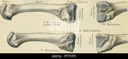 . Cunninghams Lehrbuch der Anatomie. Anatomie. Tuberosity Tibialis anterior Abb. 273. - Die ersten Mittelfußknochen der acht Fuß (Plantar Aspekt). Ii. Ersten MITTELFUSSKNOCHEN. Dritte Keilschrift IV. Metatarsus IV. Mittelfußknochen. Bitte beachten Sie, dass diese Bilder sind von der gescannten Seite Bilder, die digital für die Lesbarkeit verbessert haben mögen - Färbung und Aussehen dieser Abbildungen können nicht perfekt dem Original ähneln. extrahiert. Cunningham, D.J.(Daniel John), 1850-1909; Robinson, Arthur, b. 1862, Hrsg. New York, W. Holz Stockfoto