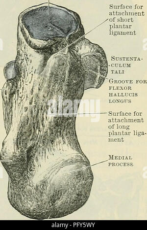 . Cunninghams Lehrbuch der Anatomie. Anatomie. Tuberosity ein Bild. 259.- Die acht Calcaneus.. Tuberosity B A. von oben gesehen; B. gesehen von unten. Die eine Nut (Sulcus calcanei) führt nach hinten und medial Um die antero-mediale Grenze des Gelenkknorpels Oberfläche. Wenn der Calcaneus ist in Kontakt mit dem talus, dieser Groove fällt mit dem sulcus des plantaren Oberfläche des Talus, und bildet somit ein Kanal oder Tunnel (Sinus tarsi), in der (denen) die strono - interosseous Ligament, die die zwei Knochen vereint ist, gestellt. An der Vorderseite und medialen Seite dieser Nut gibt es eine längliche Gelenkknorpel f Stockfoto