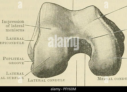 . Cunninghams Lehrbuch der Anatomie. Anatomie. 244 OSTEOLOGIE. Oberfläche Patellar Poplitea nut Seitliche^ Tibia surface' Eindruck von medialen Meniskus Taschenklappen Facette für medial Rand der Patella in extremer Beugung medialen Schienbeinkopf Oberfläche der Gelenkknorpel Oberfläche auf der distalen Extremitäten ist in drei Teile geteilt, das entspricht der distalen Oberfläche der Welle und wird durch das Zusammenwachsen der beiden kondylen vor gebildet; und diejenigen, die mit der distalen und posterioren Aspekte der einzelnen Prozesse überlagern. Das ehemalige ist von Letzterem durch zwei flachen schrägen Nuten, die Traver getrennt Stockfoto