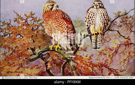 . [Artikel über Vögel von National Geographic Magazin]. Vögel. ^^.. RED-TAILED HAWK Oberen; Erwachsene gehockt und höher fliegen, unreifen Vogel auf der linken Ap] Fliegen) iu-s. getriebeölablasschraube oiil ich nUi naUiral oizc Rot - geschulterten Falken niedriger; Erwachsener (lelt), unreife Vogel (rechts) vn. Bitte beachten Sie, dass diese Bilder sind von der gescannten Seite Bilder, die digital für die Lesbarkeit verbessert haben mögen - Färbung und Aussehen dieser Abbildungen können nicht perfekt dem Original ähneln. extrahiert. Washington, D.C.: National Geographic Society Stockfoto