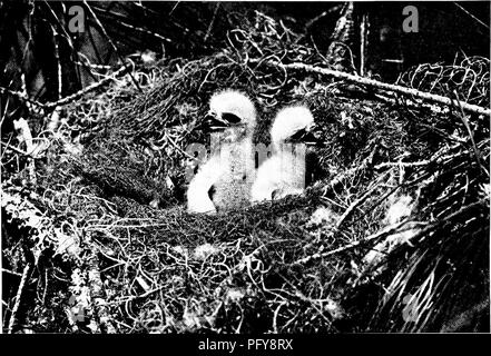 . [Artikel über Vögel von National Geographic Magazin]. Vögel. Der Adler, der König der Vögel, UND SEINE ANGEHÖRIGEN 51. Foto von Dr. A. EIN, Allen, DIE AUF DER WELT VON EINEM BEMOOSTEN NEST Herr und Frau Kite, der Schwalbe - angebundenen Drachen, ihre Heimat in einem großen Baum in der Nähe ein Wasserlauf gebaut. Trockene Zweige, Sticks, Heu, Moos und verwendet wurden. Die Vögel dieser Familie Rasse über eine breite Palette von Territorium und Inkubation kann jeder Zeit von März bis Juni. cipally um Mäuse und Ratten sind deshalb im Vorteil, da sie eine große Anzahl an Nagetiere, dass injuri-ous an Kulturpflanzen und Orc zerstören Stockfoto