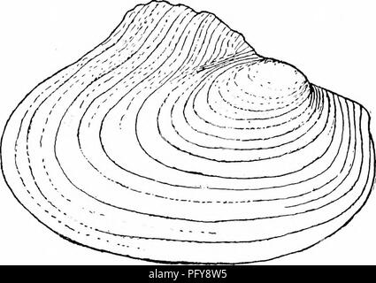 . Süßwasser-Biologie. Süßwasser-Biologie. Die mollusca 1017 163 (164) Männliche und weibliche Schalen nicht wesentlich anders, wobei es sich bei einigen - was mehr inllated und in der Post erweitert - basale Region. Shell thin, sondern komprimiert, und geflügelte auf der dorsalen Neigung; vollständige Scharnier, aber die pseuducardinals sind zu reinen Tuberkel oft fast wollen reduziert. Marsupium wie in Propkra. Glochidien halbrunde, sehr klein, ohne Stacheln. Paraplera Ortmann. Diese Gattung in der Schale Zeichen ist sehr wie das vorhergehende, aber wegen der großen Unterschied in der Form der glochidien getrennt worden. Die Stockfoto