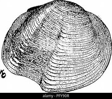 . Süßwasser-Biologie. Süßwasser-Biologie. Die mollusca 1009 144 (14 s) Männliche Shell mit einer posterioren und zentrale Ausstrahlende Grat mit einer Furche zwischen. Weibchen mit einem stark produzierte Inflation ein wenig hinter der Mitte der Basis. Untergattung Dysuomia Agassiz. Dies ist einer der bemerkenswertesten Gruppen der Gattung und wird von drei Arten von der Ohio, Cumberland, und Tennessee Flüsse dargestellt. Typ, lyuiicilla fotiata Hild. (Abb. 1510; Xi.). Bitte beachten Sie, dass diese Bilder aus gescannten Seite Bilder, die digital für die Lesbarkeit verbessert haben mögen - Färbung und das Aussehen von extrahiert werden Stockfoto