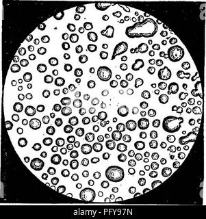 . Chemische und physikalische Analyse von Milch, Kondensmilch, und Kleinkinder Milch - Lebensmittel, besonders im Hinblick auf die Hygiene und sanitären Milch Inspektion: ein Labor Guide, der auf Erfahrungen aus der Praxis entwickelt, Einzelkomponenten, die für Chemiker, Mediziner, sanitarians, Studenten, etc. Milch; Säuglinge und Kleinkinder. 56 Eine Apparatur für die Bestimmung der spezifischen Grav-ity, sauber in ein Gehäuse verpackt und bereit für den Einsatz in Krankenhäusern, wurde von Dr. F. Conrad entwickelt, und ihre Anwendung durch die ihm in einer Broschüre mit dem Titel "Die Untersuchungen der Frauen-Milch fuer die Beduerfnisse der aerztlichen Praxis,&q beschrieben worden Stockfoto