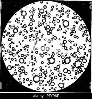 . Chemische und physikalische Analyse von Milch, Kondensmilch, und Kleinkinder Milch - Lebensmittel, besonders im Hinblick auf die Hygiene und sanitären Milch Inspektion: ein Labor Guide, der auf Erfahrungen aus der Praxis entwickelt, Einzelkomponenten, die für Chemiker, Mediziner, sanitarians, Studenten, etc. Milch; Säuglinge und Kleinkinder. 14 Bitter: bittere Milch entwickelt seinen Geschmack erst einige Zeit nach dem gemolken, und wird durch das Säuern begleitet. Die chemischen Veränderungen, die auf die Milch nehmen, sind nicht bekannt, aber die Entwicklung der Gas- scheint eine Gärung, wobei das Ganze vielleicht nur eine beginnende Stand der fauligen Zersetzung zu zeigen. Milch Ich Stockfoto