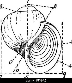 . Süßwasser-Biologie. Süßwasser-Biologie. Die mollusca 969 Plätze, wie die Zähne sind wunderschön dargestellt und stehen oft auf die Schnittkanten gelöst. "Für die Erhaltung für künftige Studie, die Glycerin Vorbereitung durch den Augenoptiker verkauft wird nützlich gefunden werden, obwohl sie den großen Nachteilen deliquescing bei warmem Wetter haben." ^ Die radula kann auch in Kanada Balsam montiert werden. In diesem Fall sollte es mit Carmine oder Chromsäure gefärbt werden, da sonst die Exemplare, die in die Zeit transparent geworden. Messung und beschreibende Begriffe die Länge oder Höhe eines univalve Shell ist die Stockfoto