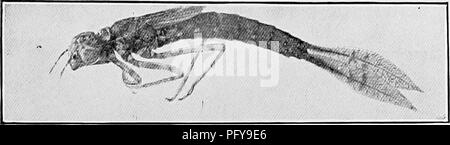 . Süßwasser-Biologie. Süßwasser-Biologie. Aquatische INSEKTEN 893 (Abb. 1363), gibt es drei mehr oder weniger Blatt wie Kiemen auf die Spitze des Abdomens, und diese sind durch feine tracheae gefahren und zweifellos unterstützen, Luft, obwohl nicht ganz wesentlich, die zu diesem Zweck in den größeren Dragonfly Nymphen gibt es entwickelt. Abb. 1363. Die Nymphe von ischnura Branchen. im Bauch eine atemwegserkrankung Kammer aus der behindern Teil des modifizierten Speiseröhre. Durch die Tätigkeit der Bauchmuskulatur, das Wasser wird abwechselnd in diesem gezeichnet und wieder vertrieben. Diese Cham Stockfoto