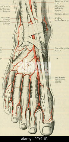 . Cunninghams Lehrbuch der Anatomie. Anatomie. Die ANTEKIOK AETEEY SCHIENBEINKOPF. 957 (7) der seitlichen vorderen malleolar Zweig, konstanter und größer als die medial, lateral, posterior nach der extensor digitorum Longus und peronseus Tertius, in Richtung der lateralen malleolus. Es anastomosen mit dem perforieren Zweig der peronseal Arterie und mit der fußwurzel Arterie, und versorgt den Knöchel - gemeinsame und der angrenzenden Gelenke. Direktbestellung Arterie. - Die dorsale Arterie des Fußes ist die direkte Fortsetzung der anterior tibial; es beginnt gegenüber der Vorderseite der Knöchel - gemeinsame und verlängern Stockfoto