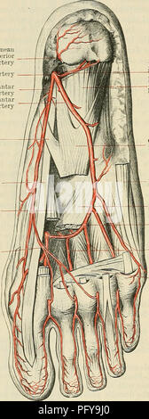 . Cunninghams Lehrbuch der Anatomie. Anatomie. 954 Die VASCULAE SYSTEM. Gelegentliche calcanean Zweig der posterior tibial artery Posterior tibial Artery-plantare Arterien. (8) Die medialen und lateralen plantar Arterien sind die Zweige der posterior tibial Arterie. Sie entstehen, die unter dem Deckmantel des Ursprungs der Abductor hallucis Muskel, auf halbem Weg zwischen der Spitze des Malleolus medialis und die wichtigsten Teil der medialen Seite des Os calcis. Arteria Plantaris Medialis. - Die medial plantar Arterie ist der kleinere der beiden Zweige der posterior tibial Arterie. Es geht forwa Stockfoto