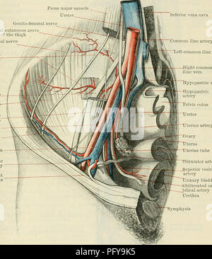 . Cunninghams Lehrbuch der Anatomie. Anatomie. Die EXTEEXAL DARMBEIN AETEEY. 945 die Bauchdecke und Anastomose mit Zweigen von den tiefen Zirkumflex Darmbein, Lws, und die unteren interkostalen Arterien, (b) die kutane Zweige, die von der Vorderseite des inferior epigastric Pass, durchstoßen sie die Bauchmuskel, gerade und den vorderen Teil der Scheide und im subkutanen Gewebe des vorderen Bauchwand, wo Sie mit entsprechenden Zweige der gegenüberliegenden Seite anastomose und mit Zweigen von der oberflächlichen epigastrischen Arterie, (c) der externen Spermatic im männlichen (arterie von Th beenden Stockfoto