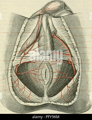 . Cunninghams Lehrbuch der Anatomie. Anatomie. PAEIETAL BEAlSTCHES DES HYPOGASTEIC AETEEY. 941 fascia, fließt zwischen den Piriformis und Coccygeus Muskeln, und verlässt das Becken das Gesäß zu gelangen. Es ist von vense Comites begleitet, das Minderwertige glutgeal Gefäße und Nerven, die pudendal Nerv, und die Nerven der obturator internus. In den gesäß Es liegt auf dem Rücken der Sitzbein, unter dem Deckmantel des glutseus Maximus, und zwischen den pudendal Nerv und den Nerv zu den N. obturatorius in-ternus, der medial. Es geht durch den geringeren sciatic Foramen und trägt die Stockfoto