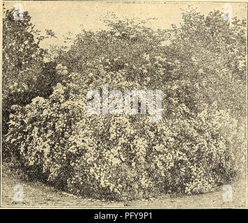Dieser Gartenkatalog aus dem Jahr 1922 zeigt eine Vielzahl von Pflanzen, darunter den persischen Flieder (Syringa persica). Es bietet detaillierte Beschreibungen von Pflanzen wie Rothomagensis, einem hybriden chinesischen persischen Flieder, der für seine freie Blüte und begehrenswerte Farbe bekannt ist. Stockfoto