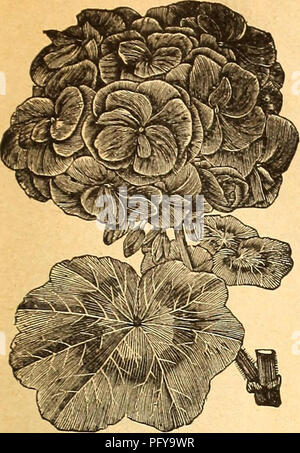 . Currie's Farm und Garten jährliche: Frühjahr 1924 49 Jahr. Blumen Samen Kataloge, Leuchtmittel (Pflanzen) Samen Samen Kataloge Kataloge; Gemüse; Baumschulen (Gartenbau) Kataloge; Pflanzen, Zierpflanzen Kataloge; Gartengeräte und Zubehör Kataloge. Liste der Wahl BLUMENSAMEN FÜR 1924. 53. GAILLARDIA. Gerniiiuiii. Eine der besten Jahrbücher für Betten:, wobei eine Konstante blühende Pflanze und präsentieren eine Vielfalt von Farben. Für cut Blüte in den Vasen der Gaillardias sind nur von sehr wenigen Jahrbücher entsprach. Pkt. Auntiiil Sorten, alle Farben gemischt - Pro 14 oz. 20 c5 I' ieta Lorenziana - eine feine doulile jährliche reichlichen Stockfoto
