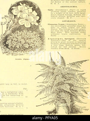 . Currie's Farm und Garten jährliche: Frühling 1923 48. Jahr. Blumen Samen Kataloge, Leuchtmittel (Pflanzen) Samen Samen Kataloge Kataloge; Gemüse; Baumschulen (Gartenbau) Kataloge; Pflanzen, Zierpflanzen Kataloge; Gartengeräte und Zubehör Kataloge. Asperula odorata. ASPERULA. Zwerg Pflanzen, wächst üppig, bis spät in den Herbst, in Feucht halb schattigen Situationen. Azurea Seto. sa-Blau, 1-Fuß, H. A., o Odorata (süße Waldmeister) - Wenn sie getrocknet hat einen angenehmen Geruch, der an der Kleidung vermittelt wird, wenn in einem Schrank mit Sie setzen. Im Mai Weinherstellung verwendet. Fein für Teppich oder in schattigen Plätzen. 9 Inc. Stockfoto