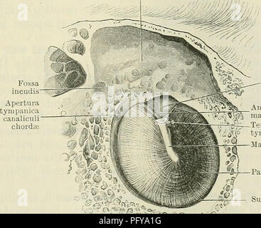 . Cunninghams Lehrbuch der Anatomie. Anatomie. Sinus tympani Mastoid Luft-zellen Recessus epityrnpanicus Fenestra Cochlea; Verlauf des canalis facialis Abb. 709.-Abschnitt durch die Linke Felsenbein, Anzeigen labyriuthic Wand der Tympanon, etc. wird nach hinten und nach unten hinter dem Tympanon, beenden die Stylo-mastoid Foramen. (4) Die nasenscheidewand Canalis processus cochleariformis musculotubarii (O.T.), die nach hinten verlängert, über dem vorderen Ende der fenestra vestibuli, wo es eine scharfe seitliche Kurve und bildet eine Riemenscheibe, über den die Sehne des Tensor tympani Muskel Stockfoto