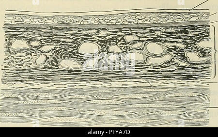 . Cunninghams Lehrbuch der Anatomie. Anatomie. VASCULAB TUNIKA DES AUGES. 811 Schichten, nämlich: (a) die Lamina suprachorioidea; (6) die Gewebe des chorioid und (c) die Lamina basalis (Abb. 681). Lamina basalis Lamina choriokapillaris Intermediate stratum I y Lamina vasculosa. "L^s-Lamina suprachorioidea Sclera Sinus venosus sclene Circulus arteriosus großen Bindehaut Schiffe wiederkehrende Arterie von chorioid Abb. 681.-vertikalen Abschnitt von Chorioid und inneren Teil der Lederhaut. Die Lamina suprachorioidea ähnelt der Lamina fusca Der sklera, und besteht aus einer Reihe von feinen nicht-vaskuläre l Stockfoto