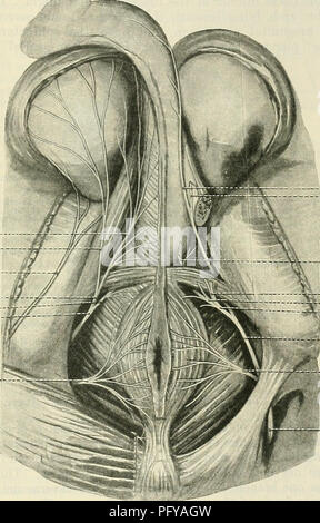 . Cunninghams Lehrbuch der Anatomie. Anatomie. PUDENDAL NEKYE. 739 i.e. Unternehmen mit den minderwertigen hsemorrhoidal Schiffe, und trennt in zahlreiche branchesâmuscular, kutane, und kommunizieren. Die muskulöse Niederlassungen Ende in der externen sphincter ani Muskel. Die kutane Filialen versorgen die Haut um den After. Die Kommunikation Niederlassungen verbinden die minderwertigen Hämorrhoidalen mit drei anderen nervesâthe perineale Zweige der posterioren kutane Nerv der Oberschenkel, pudendal, und vierte sakralen Nerven. Nervus Perinei. âThe perineale Nerv, einer der beiden Zweige der pudendal Nerv, Ari Stockfoto