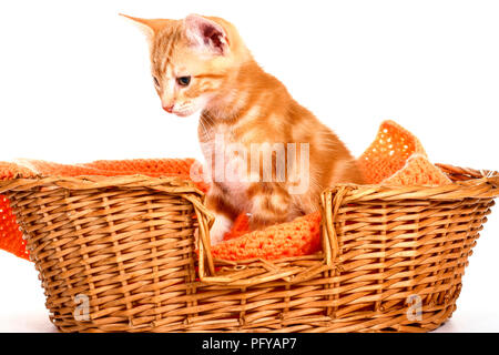 Ingwer Mackerel Tabby Kitten in einem Weidenkorb auf weißem Hintergrund sitzen Stockfoto