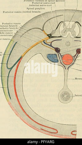 . Cunninghams Lehrbuch der Anatomie. Anatomie. 686 Die NEKVOUS SYSTEM. seitlich in den Wirbelkanal in die bandscheibe Steingrab, wo Sie vereinen die spinalen Nerven zu bilden. Die Richtung der Wurzeln der ersten beiden Nerven nach oben und seitlich; die Wurzeln der übrigen Nerven Kurs schräg nach unten und seitlich, die Schräge schrittweise erhöht, bis, im Fall der unteren Lendenwirbelsäule, der sakralen und Coccygeal Nerv - Wurzeln, deren Kurs ist senkrecht nach unten in den Wirbelkanal. Die Sammlung der Nerv - Wurzeln, die den unteren Teil des Kanals unter dem ersten belegt Stockfoto