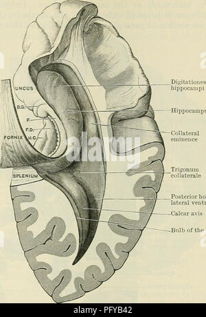 . Cunninghams Lehrbuch der Anatomie. Anatomie. Basalganglien DES CEEEBEAL HEMISPHEEE. 637 Hippocampus Trigonum collaterale posterioren Horn von lateralen Ventrikel Calcar avis Lampe der Cornu stand, dass die Arcuata chorioid Riss, in seiner ganzen Länge (nämlich von der Interventrikulären foramen an den minderwertigen Horn von der lateralen Ventrikel), das von der Involution des Dach- und ein Teil der Mauer der Halbkugel, die Epithelialen bleibt gebildet wird. Im zentralen Teil des Ventrikels diese Schicht ist angebracht, auf der einen Seite, auf den starken seitlichen Rand der fornix, und Stockfoto