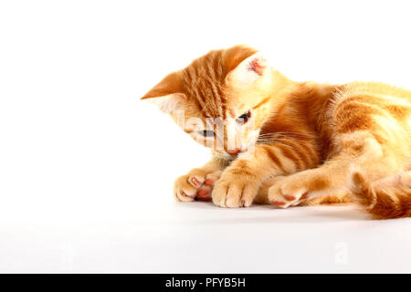 Ingwer Mackerel Tabby Kitten auf weißem Hintergrund Stockfoto