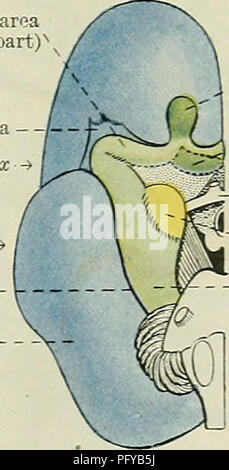 . Cunninghams Lehrbuch der Anatomie. Anatomie. Piriform Bereich (vorderer Teil) Insula - olfaktorische Tuberkel • Optic ehiasma Kern f  Amygdala? Rhinal Riss - Neopallium -. ^^ olfaktorischen Bulbus olfactorius Tuberkel Optic ehiasma Kern amygdalae Piriform Bereich (hinterer Teil), Abb. 553. Eine, die seitlichen Aspekt der linken Gehirnhälfte eines Kaninchens. B, die minderwertigen Aspekt der rechten Hälfte der ein Kaninchen Gehirn. C, die entsprechende Ansicht eines menschlichen Fötus Gehirn im fünften Monat. Olfaktorische Bereiche, Grün; neopallium, blau. auswüchse; und es ist weiß geworden durch eine dünne Schicht der Fasern (substantia Reti Stockfoto