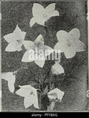 . Currie's Farm und Garten jährliche: Frühjahr 1930. Blumen Samen Kataloge, Leuchtmittel (Pflanzen) Samen Samen Kataloge Kataloge; Gemüse; Baumschulen (Gartenbau) Kataloge; Pflanzen, Zierpflanzen Kataloge; Gartengeräte und Zubehör Kataloge. Pentstemon Sedum (Stein Erntegut) (hahnenfuß) RANUNCULUS Acris fl.pL - Doppel gold-gelben Blüten. Repens, fl. pi. - eine schleichende Sorte mit gold-gelben Blüten. Preis, jeweils, 25 c; pro dtz., 2,50 $. RUDEBECKIA (Kegel Blumen) Fulgida - Orange Gelb mit schwarzer Mitte. Golden Glow - 6 Meter hoch wächst, Bär - ing Massen von Doppel gold-gelben Blüten. Purpurea - Große, Redd Stockfoto