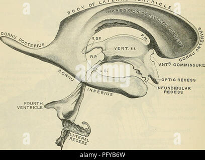 . Cunninghams Lehrbuch der Anatomie. Anatomie. 618 DAS NERVENSYSTEM. Der dritten Ventrikel kommuniziert sowohl mit der lateralen Ventrikel, und auch mit dem vierten Ventrikel. Die aquseductus cerebri, den schmalen Kanal, der Tunnel die mesencephalon, bringt es in der Kommunikation mit dem vierten Ventrikel. Die Eröffnung dieses aquädukt ist am hinteren Teil der Boden des dritten Ventrikels, direkt unter der hinteren Spalte. Das steingrab inter-ventricularia in Kommunikation mit dem lateralen Ventrikel. Diese Öffnungen sind am oberen und vorderen Teil platziert Stockfoto