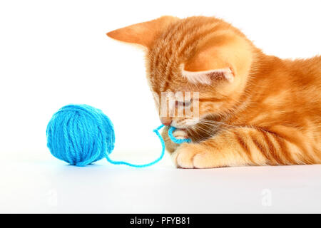 Ingwer Mackerel Tabby Kätzchen auf einem weißen Hintergrund spielen mit einem Ball der blaue Wolle isoliert Stockfoto